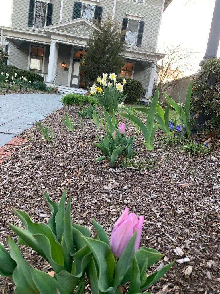 Yard Clean Up and Planting